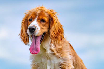 犬の『呼吸がおかしい』考えられる病気6選 危険な状態かどうかを判断する方法とは？