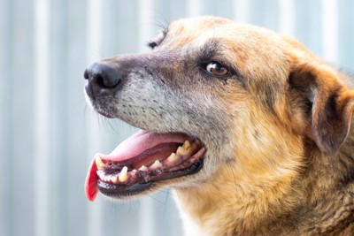 犬の『呼吸がおかしい』考えられる病気6選 危険な状態かどうかを判断する方法とは？