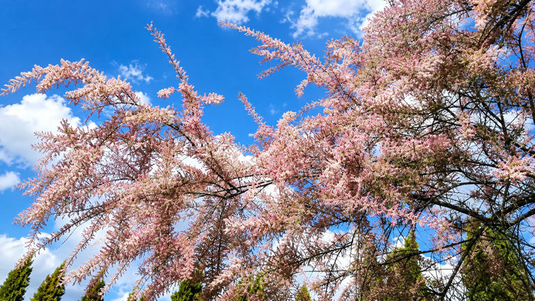 Saltcedar was planted across the West for shade and windbreaks; from ...