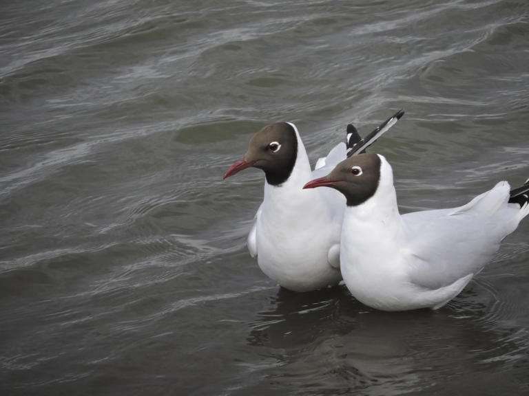 Record ‘tern’ around: Seabird numbers soar in Solent after RSPB ...