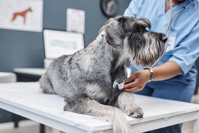 犬の『呼吸がおかしい』考えられる病気6選 危険な状態かどうかを判断する方法とは？