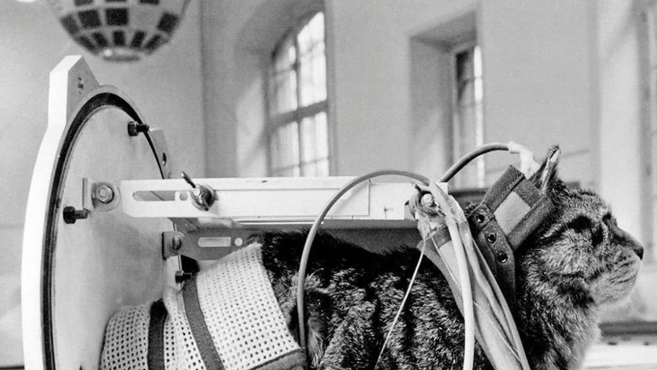 Felicette: The stray cat who made history as first feline to survive a ...