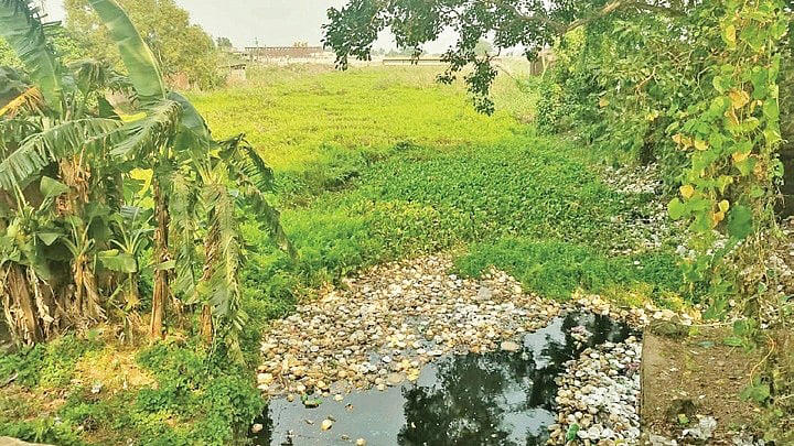 Water hyacinth chokes century-old Jamboo canal in Odisha's Kendrapara ...