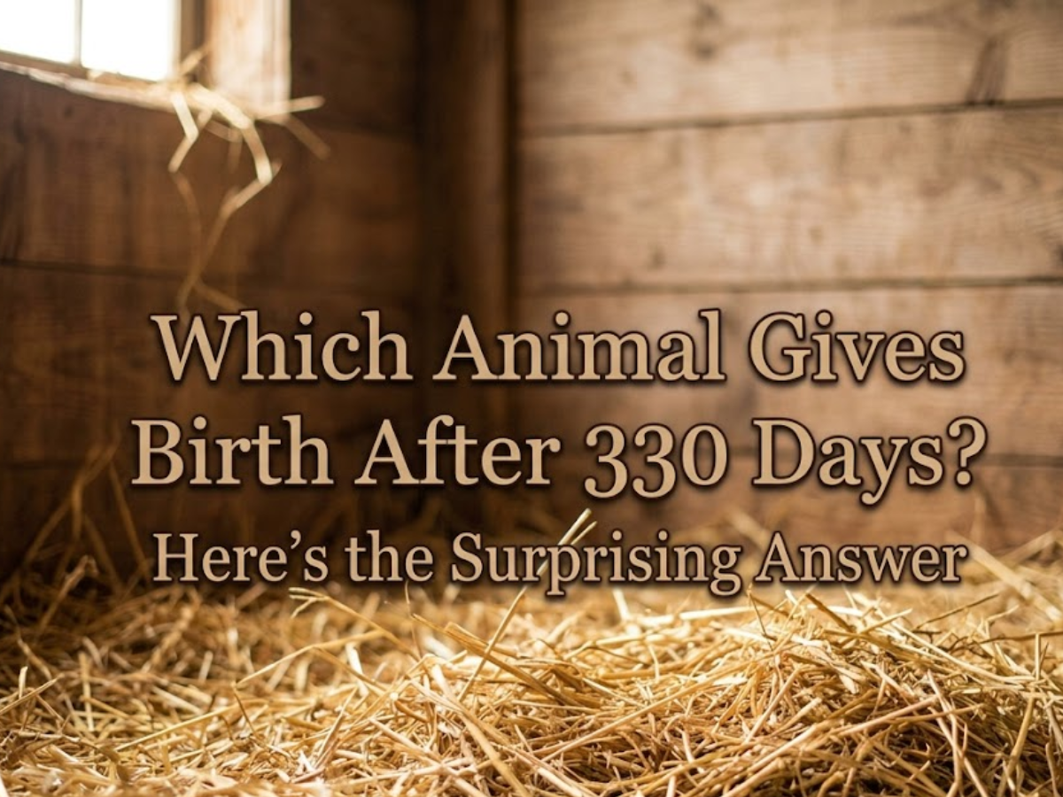 Which animal gives birth after 330 days? Here's the surprising answer