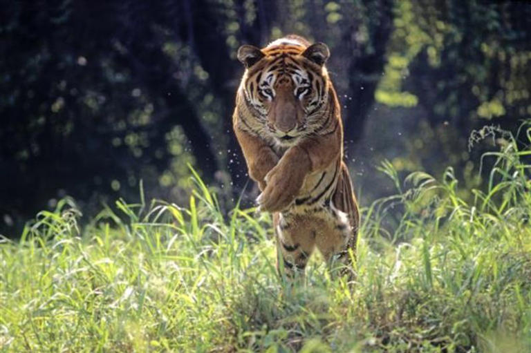 Amid poaching concerns, apex tiger body flags 63.81% vacancies in ...
