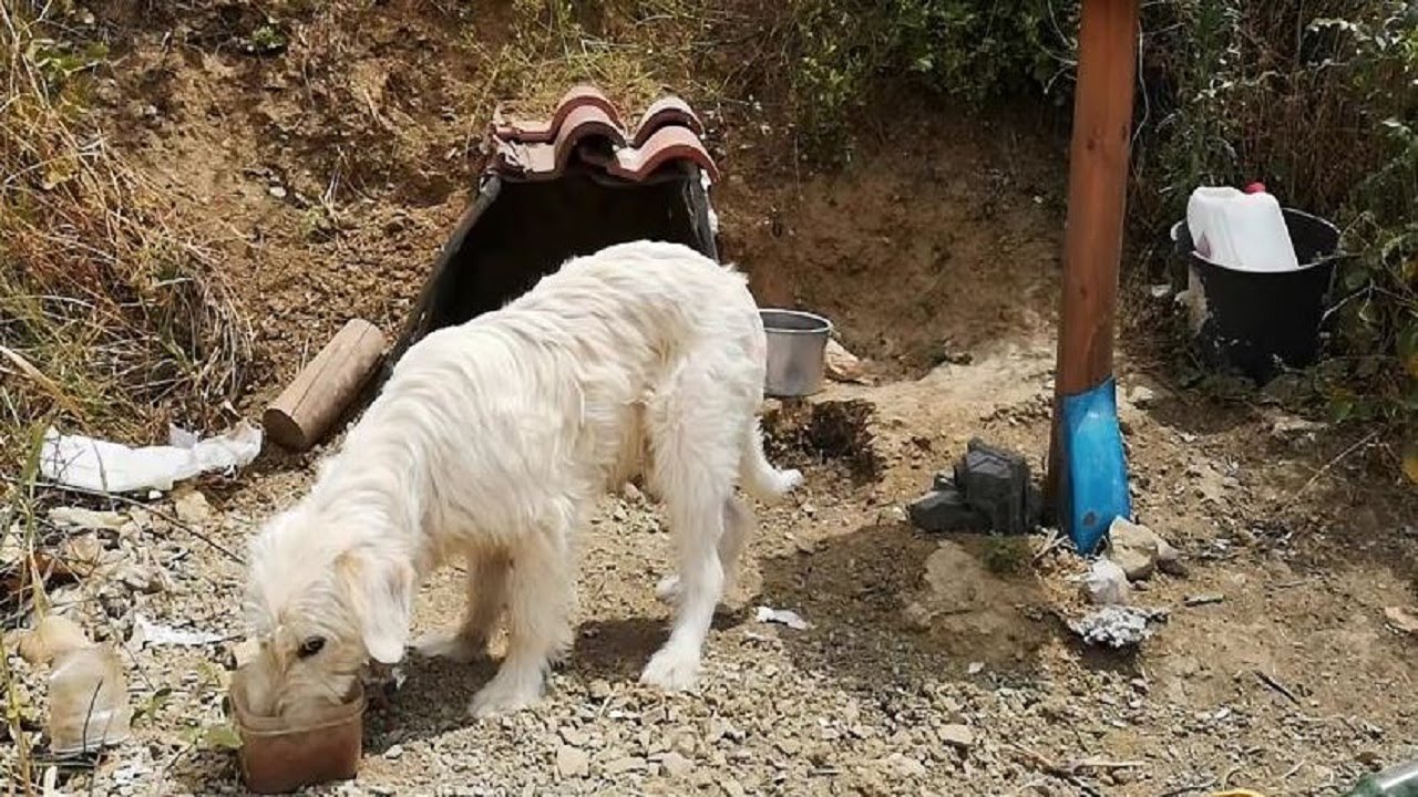 Loyal dog won’t leave spot where owner died in car crash 18 months ago ...