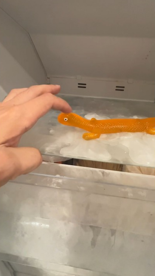 What happens when you freeze a stretchy lizard