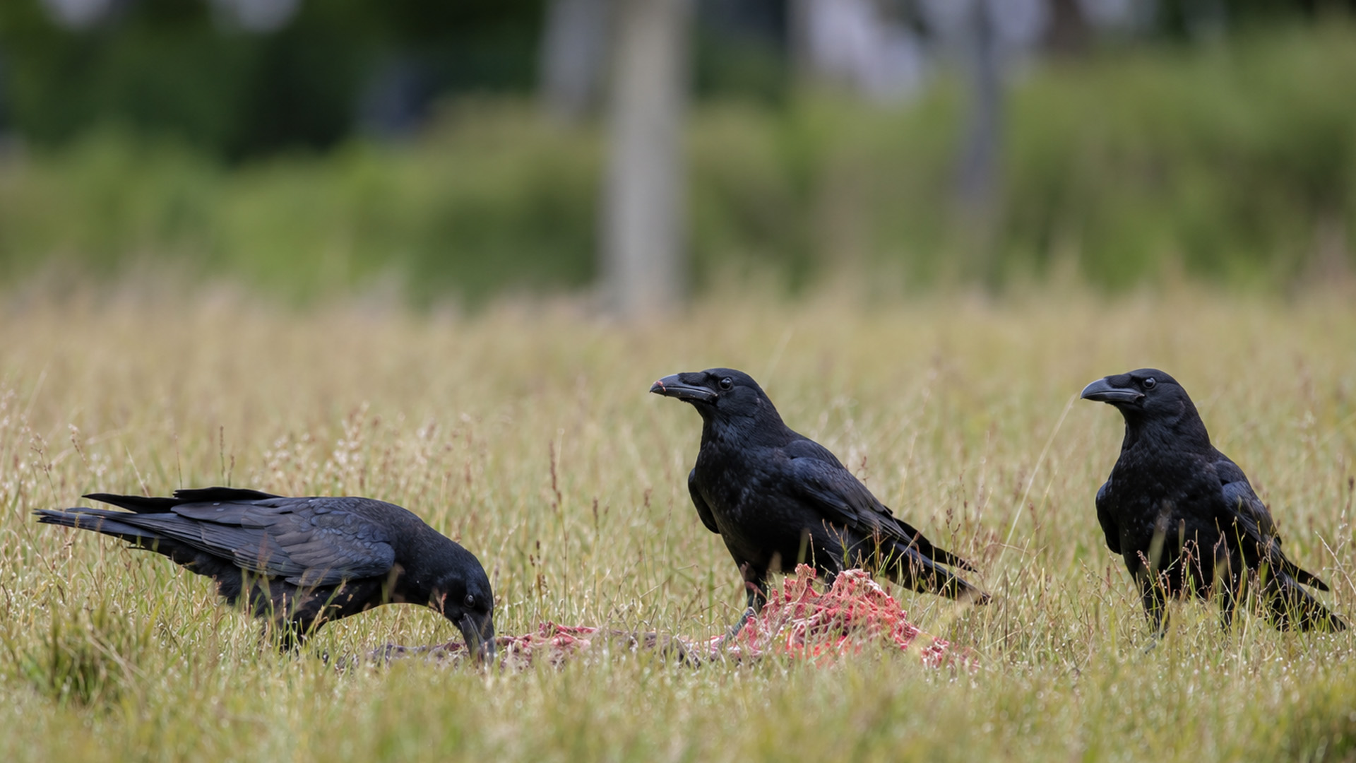 A deer carcass drew three ravens into this meadow at dawn