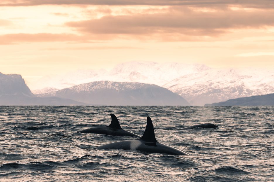 Experts tested whales’ teeth for nuclear fallout and accidentally found ...