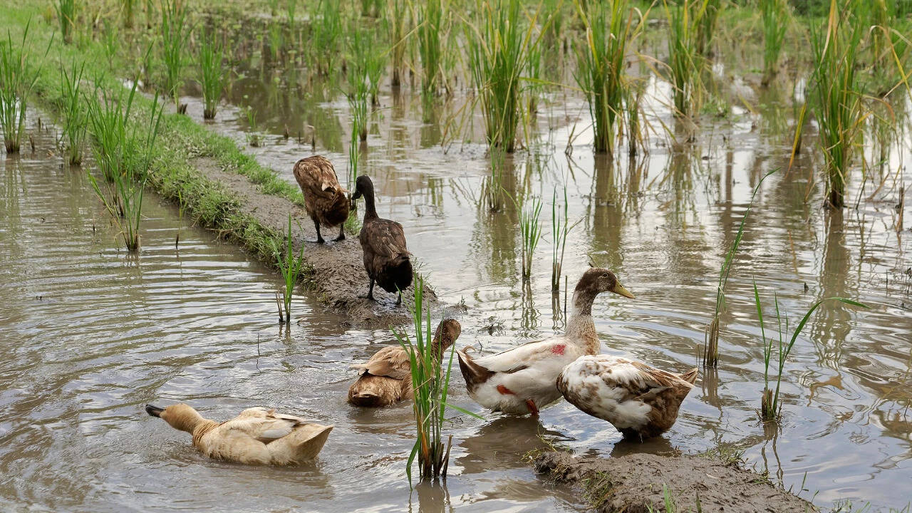 Animals in Chinese rice paddies: Ducks, fish cut chemicals; pest ...