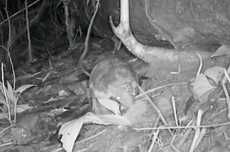 Scientists set up camera trap in the Amazon – and filmed something they ...