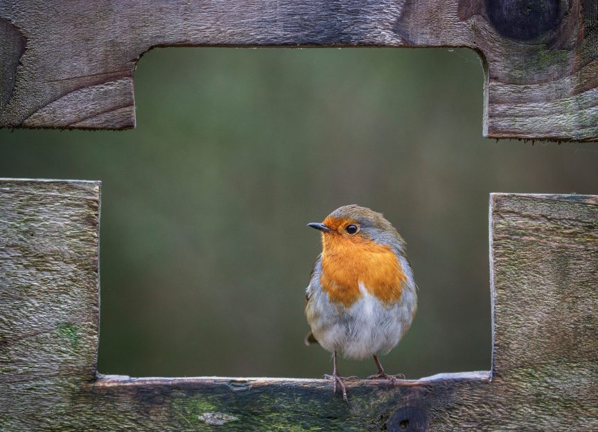 Your garden robin might know who you are and even follow you about but ...