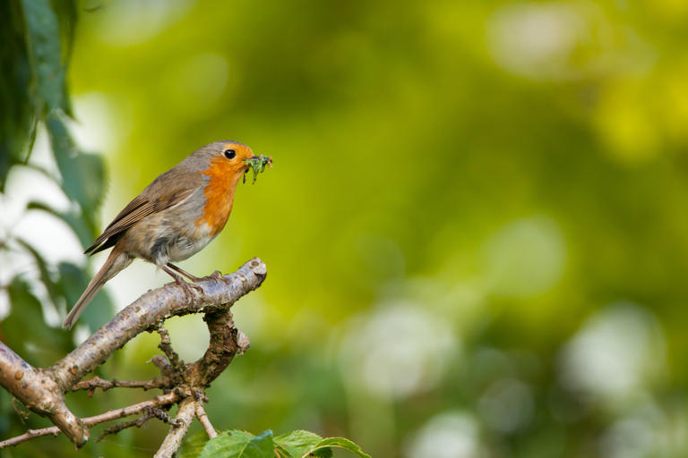 Your garden robin might know who you are and even follow you about but ...
