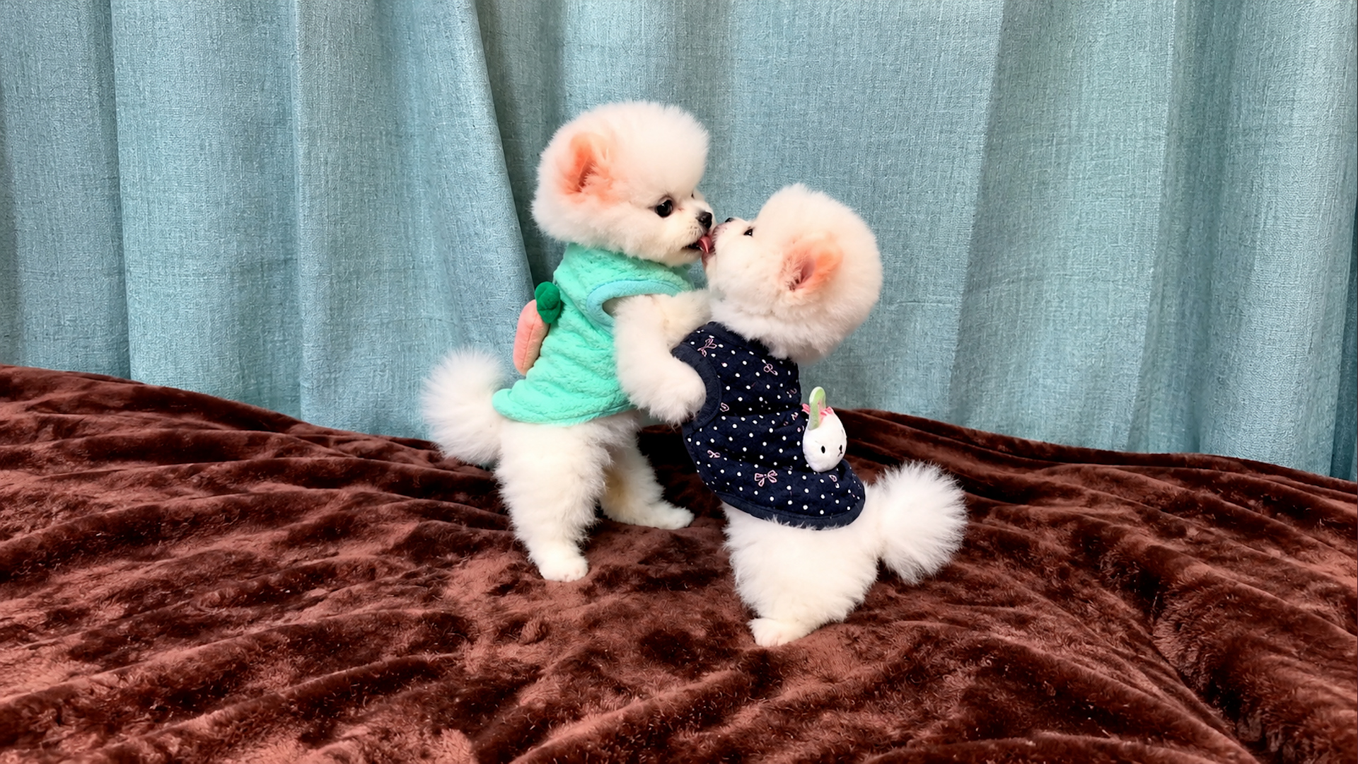 These two fluffy Pomeranians look like they're in love