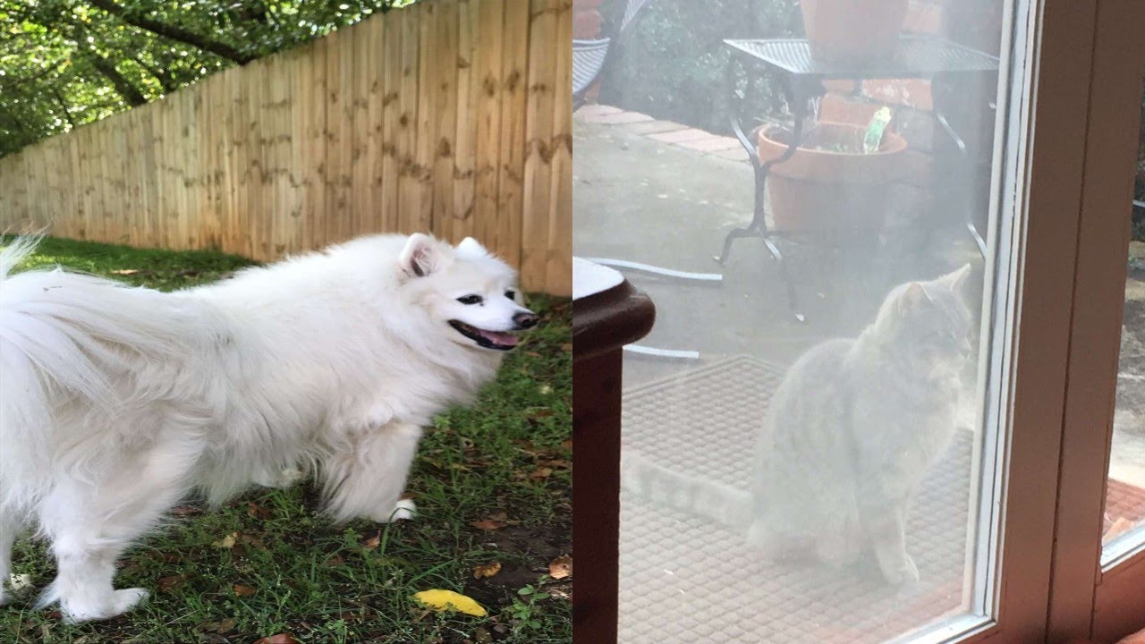 Cat continues to come to window seeking dog friend who passed away from ...