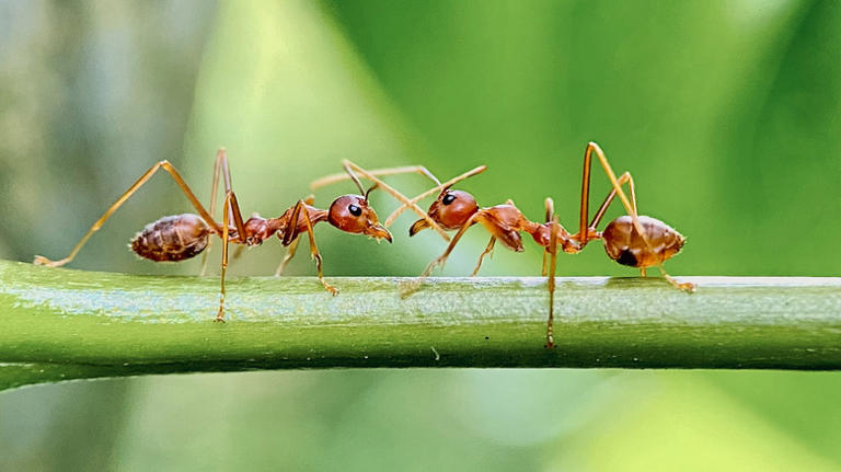 Naturally deter fire ants from your yard with the help of a fresh ...