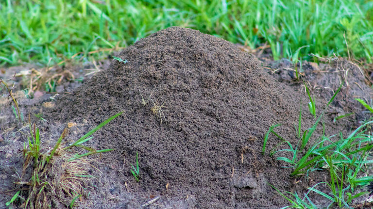 Naturally deter fire ants from your yard with the help of a fresh ...