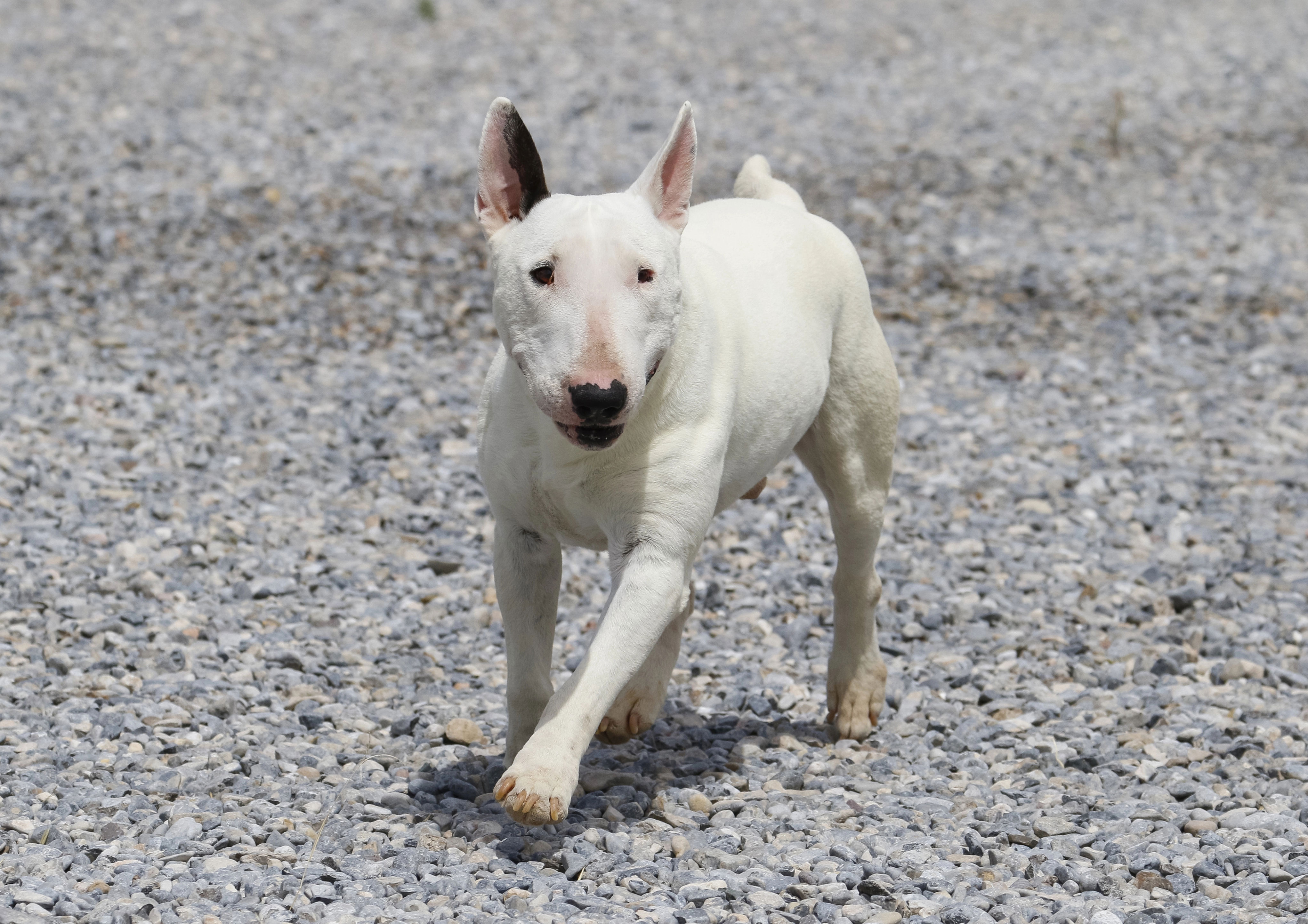 Midge swallowed a 6cm squeaker, then faced an infected surgical wound