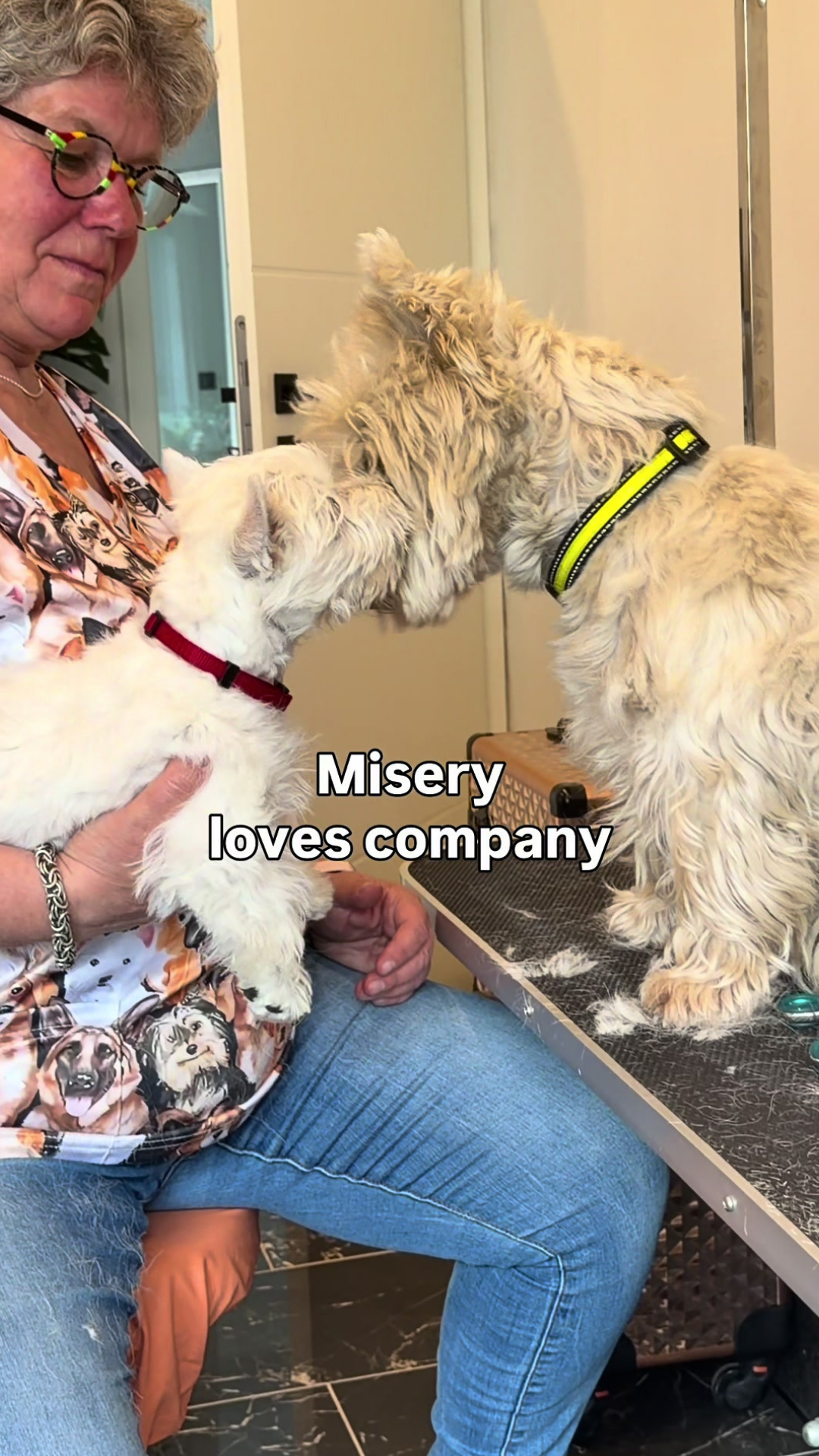 Dog grooming is more fun with furry friends