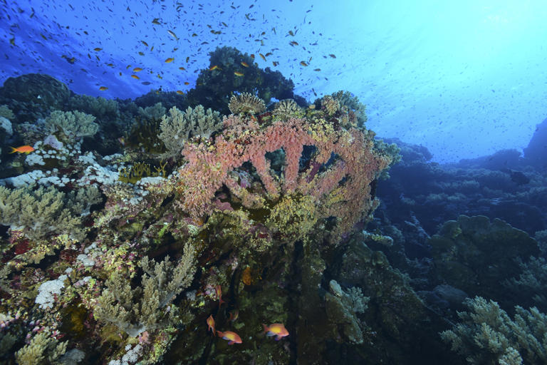 It’s 113 metres long and was sunk into a barren ocean floor 42m deep in ...