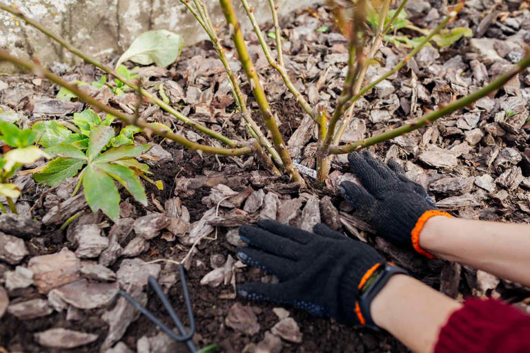 Should you mulch roses in fall or wait until spring? This is the best ...