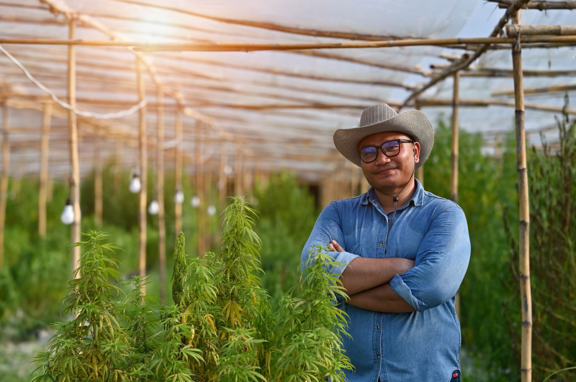 Here's the hands-down best cannabis stock for dividend investors