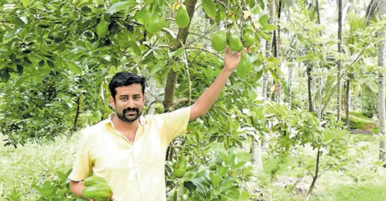 ₹2800 from one avocado tree: How Palakkad farmer boosts income through ...