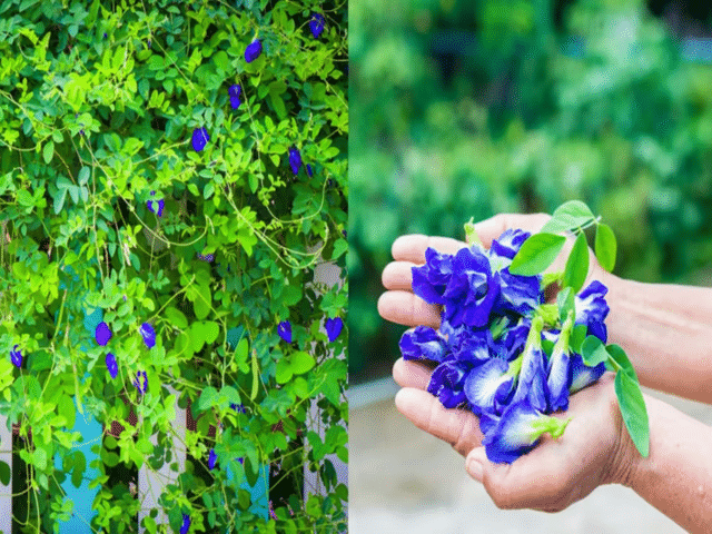 Place these 4 plants in your home before Dussehra to fill your coffers ...