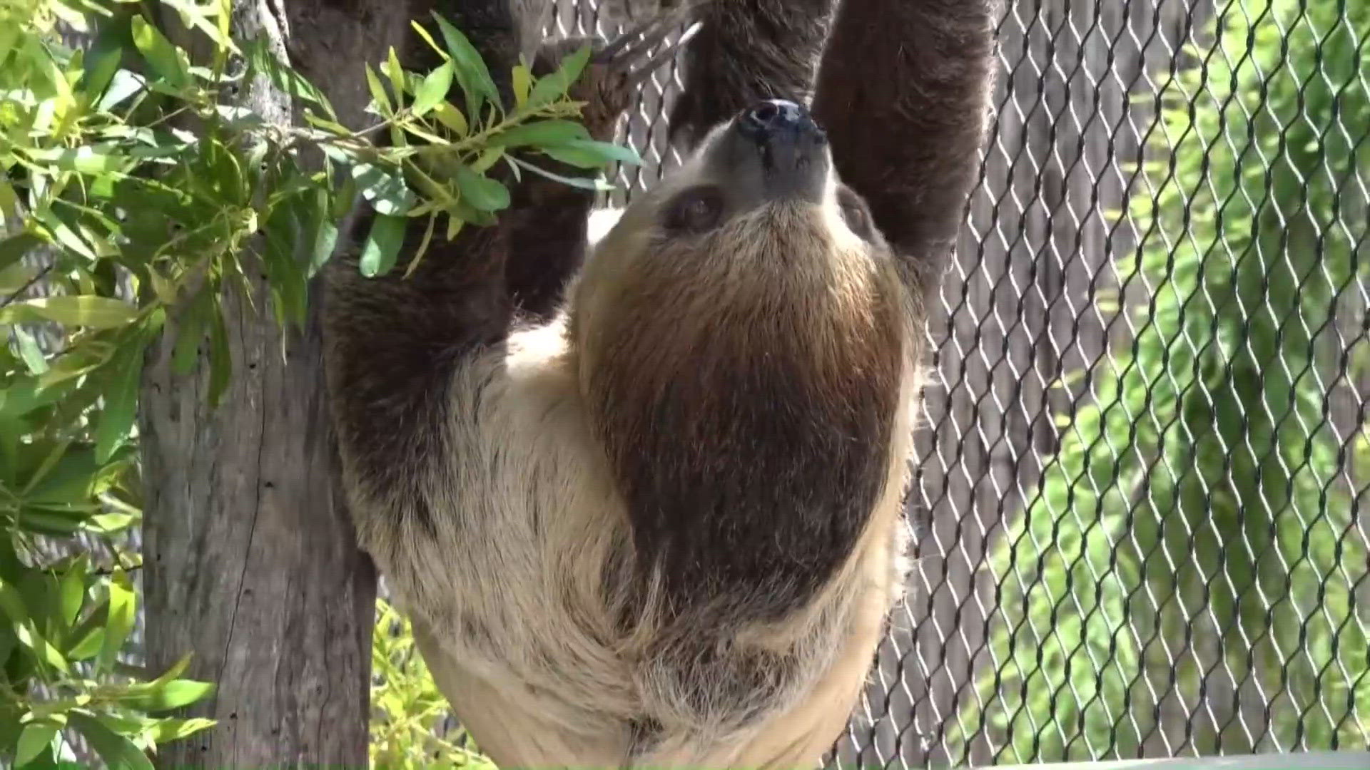 International Sloth Day spotlights conservation and Tyler zoo favorite