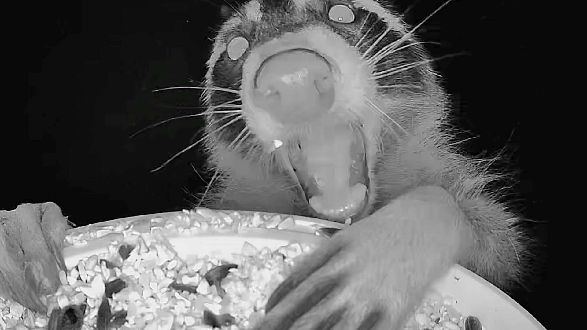 Bird feeder camera captures hilarious images of range of animals ...