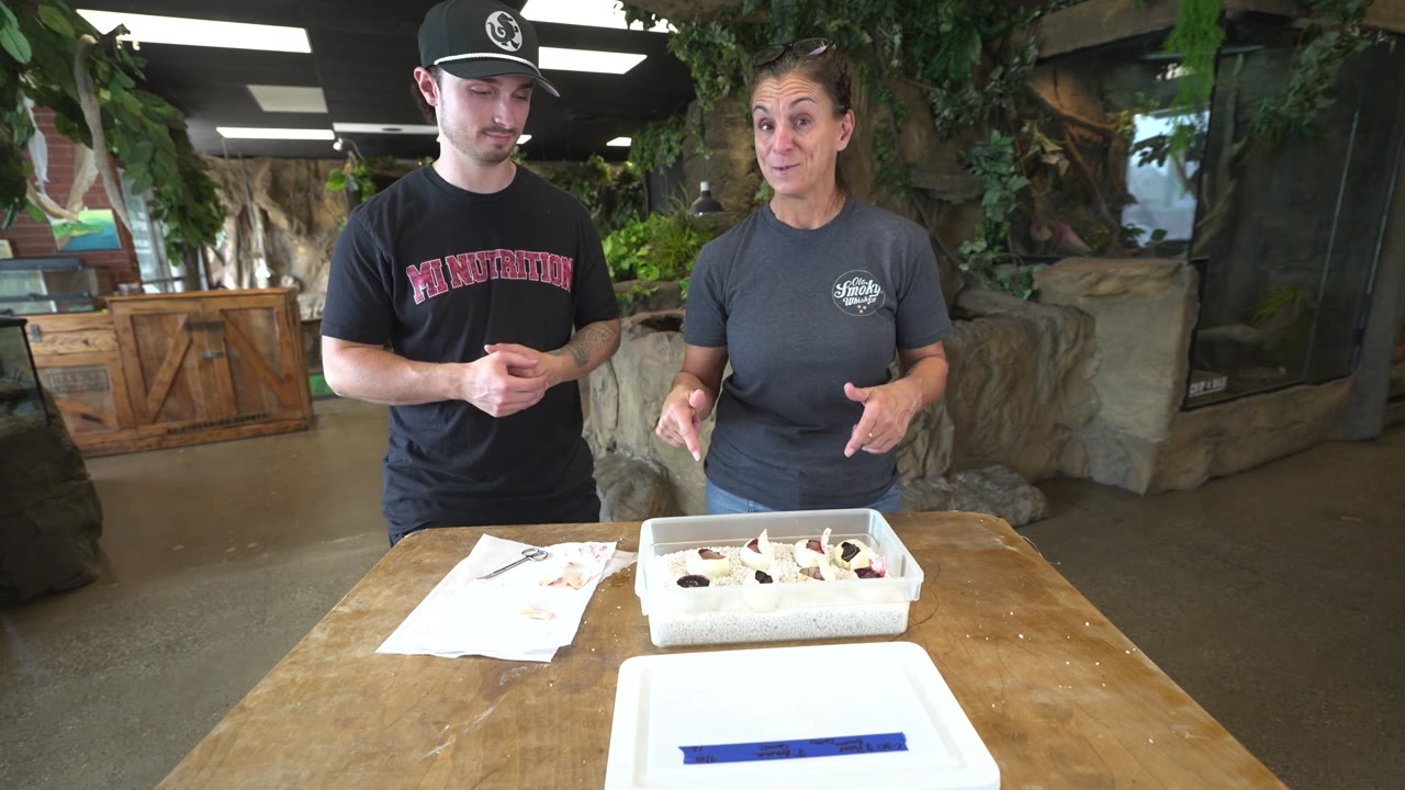 Inside a ball python hatchery - rare snakes and egg cutting