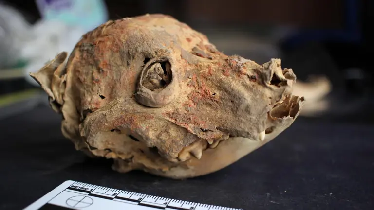 1,200-year-old mummified hairless dogs unearthed in Peru