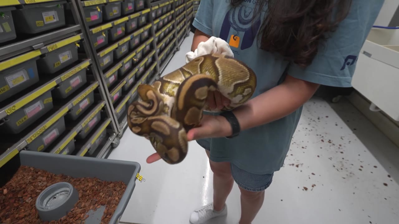 Exploring rare ball pythons with unique colors and patterns