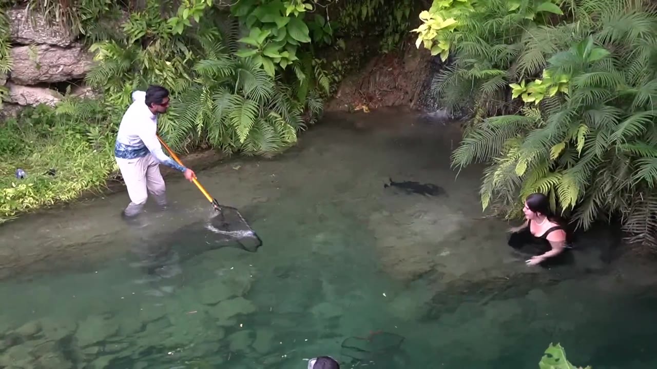 Swimmers net one pacu from a backyard pond while a second evades capture