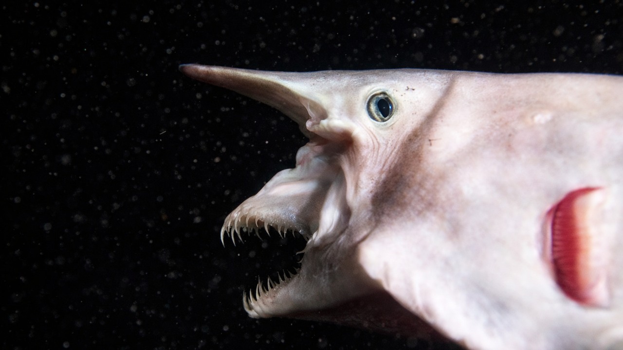 Goblin sharks can launch their jaws forward at incredible speed
