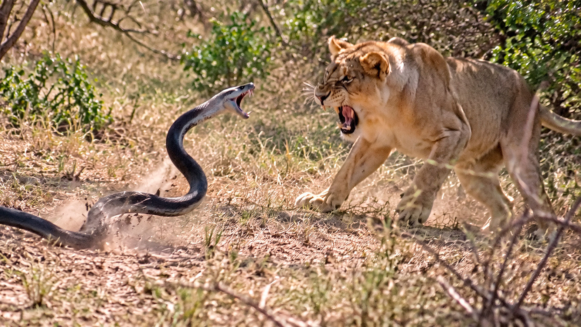 Watch what happens when a lion attacks a black mamba – the king of the ...