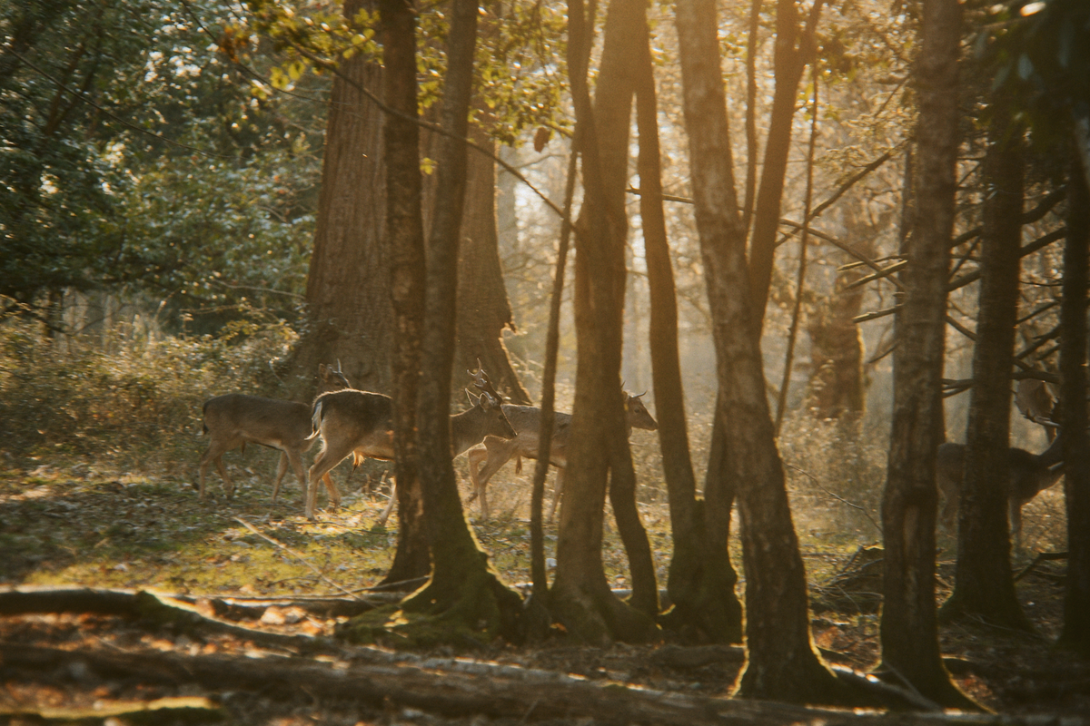 The British creatives rethinking our relationship with nature