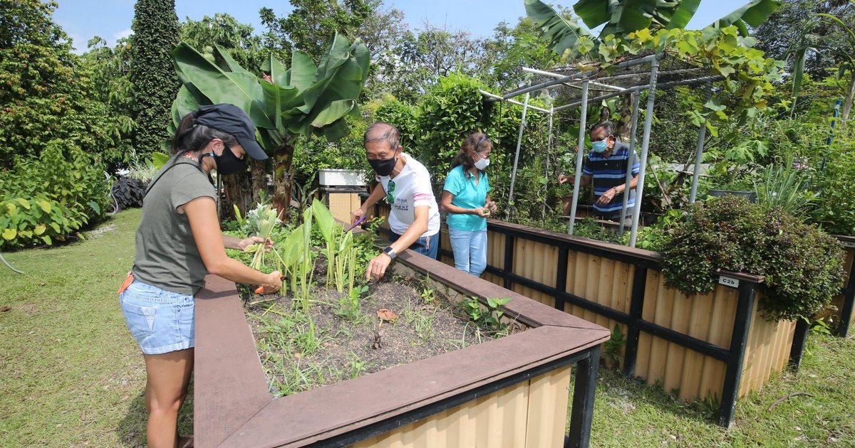 500 new allotment gardening plots in Singapore up for grabs from Oct 20