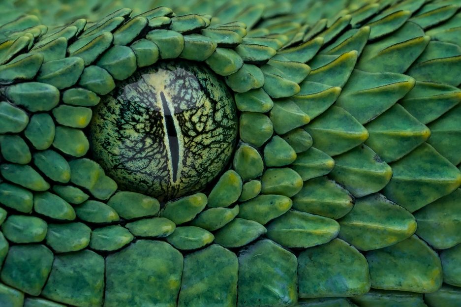 This eye belongs to a venomous creature – can you guess which one in ...