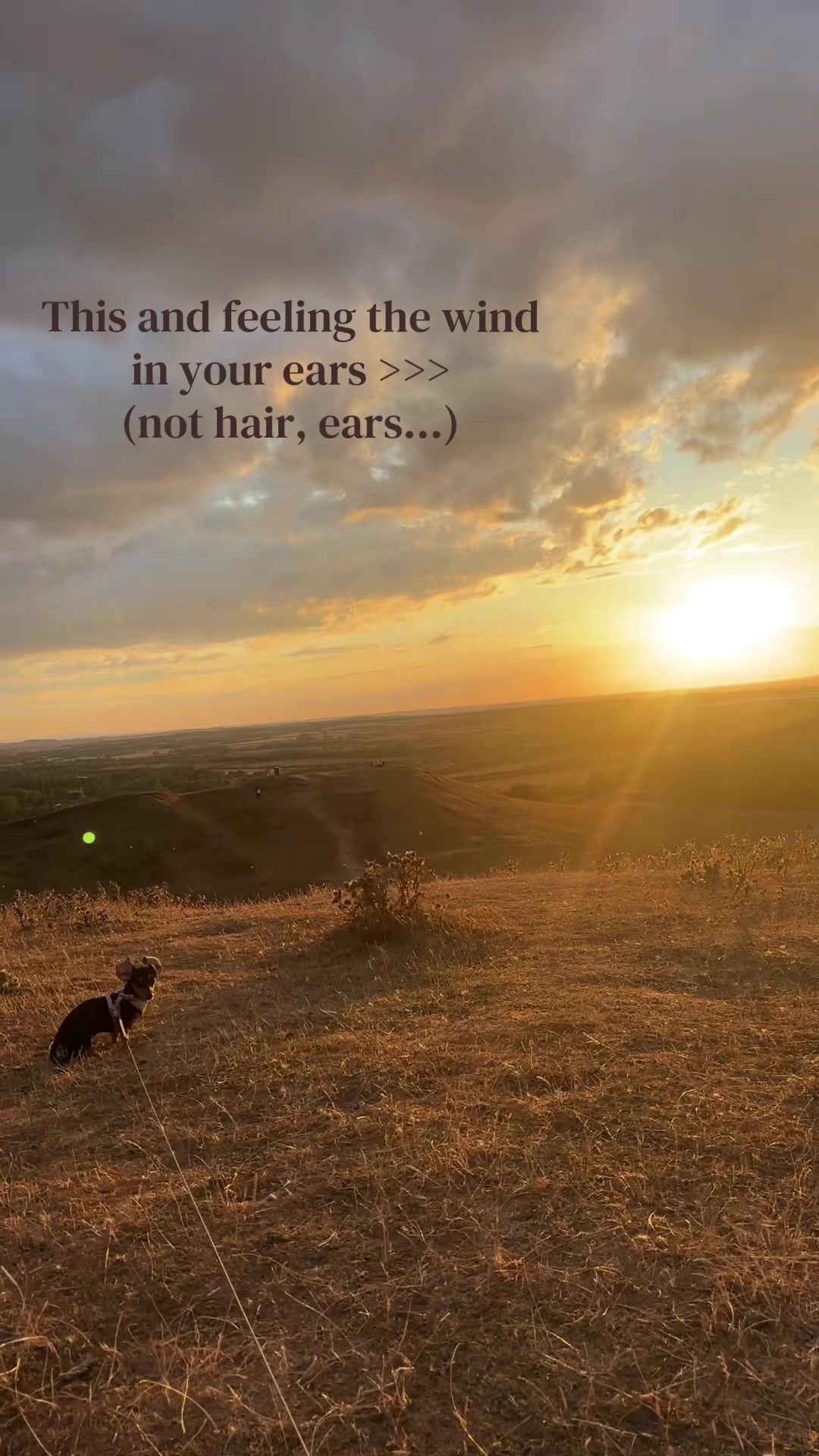 The charming way a mini dachshund's ears move