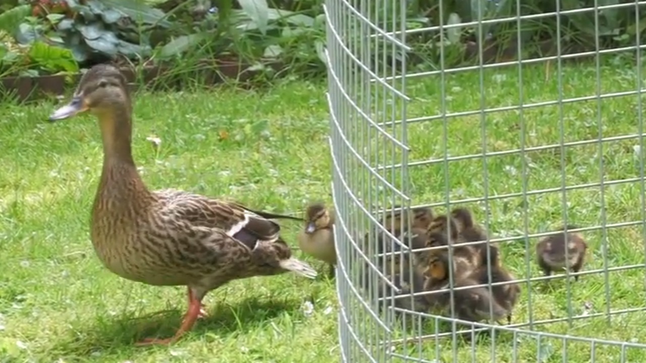 Watch 11 little ducklings follow their mother during a heartwarming ...