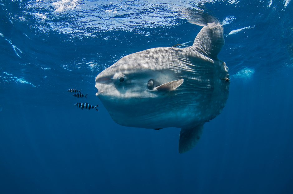 This huge, bizarre fish is becoming an increasingly common sight around ...