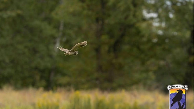 'Smaller the bird, the bigger the attitude': Screech owl saved from ...