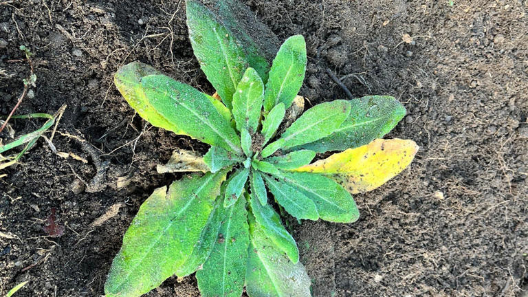 Volunteers help save one of London's rarest plants