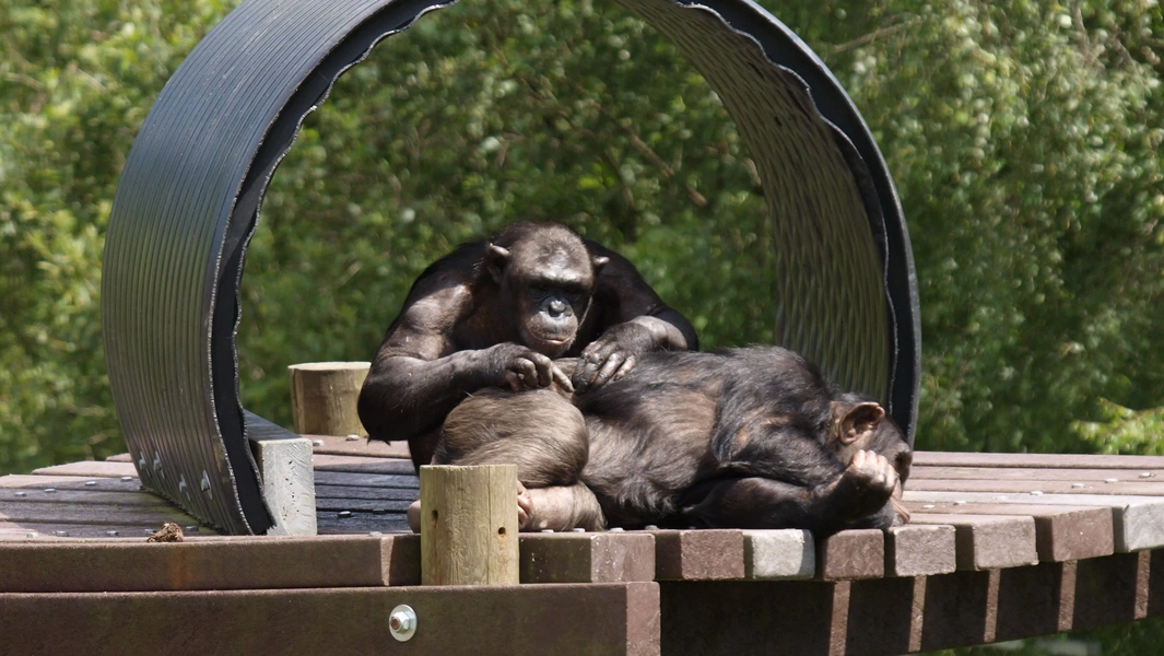 10 animals with human-like intelligence and behavior