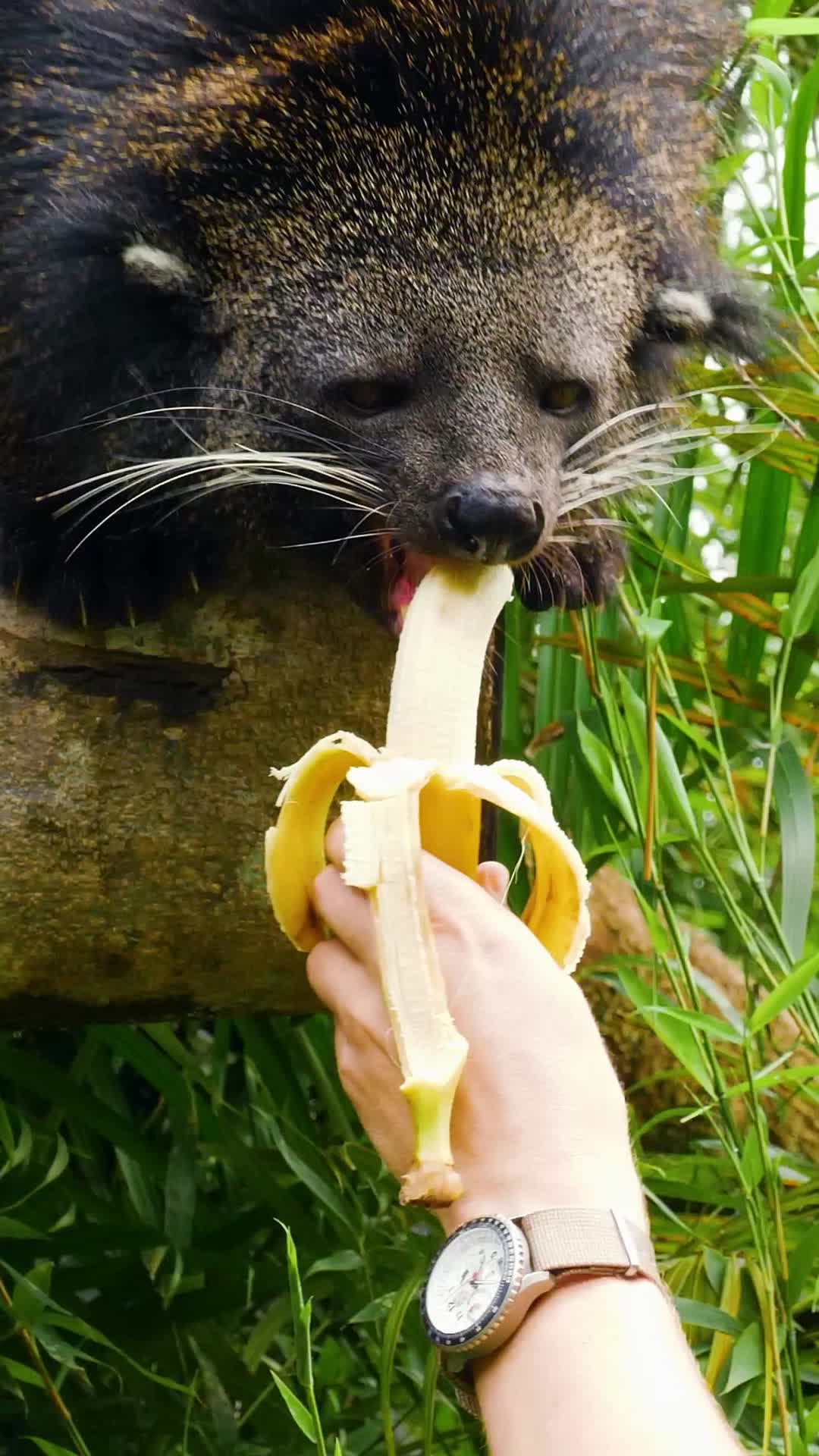 Meet the binturong, the bearcat that smells like popcorn