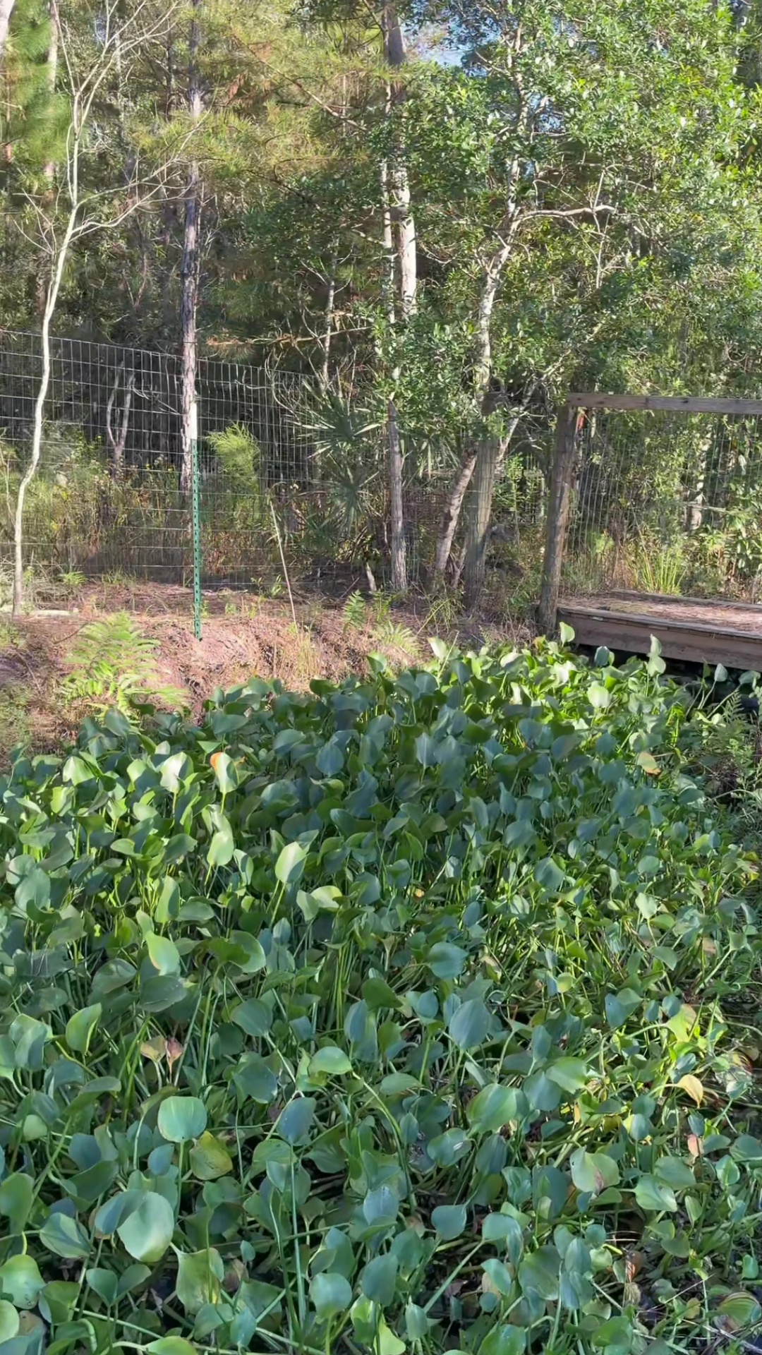 Meet Stevie the swamp rat in this hilarious animal moment