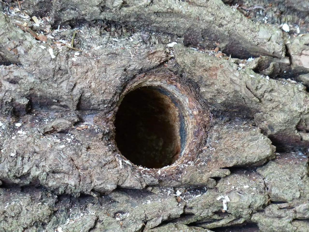 9 reasons arborists wish worried homeowners would keep dead trees standing