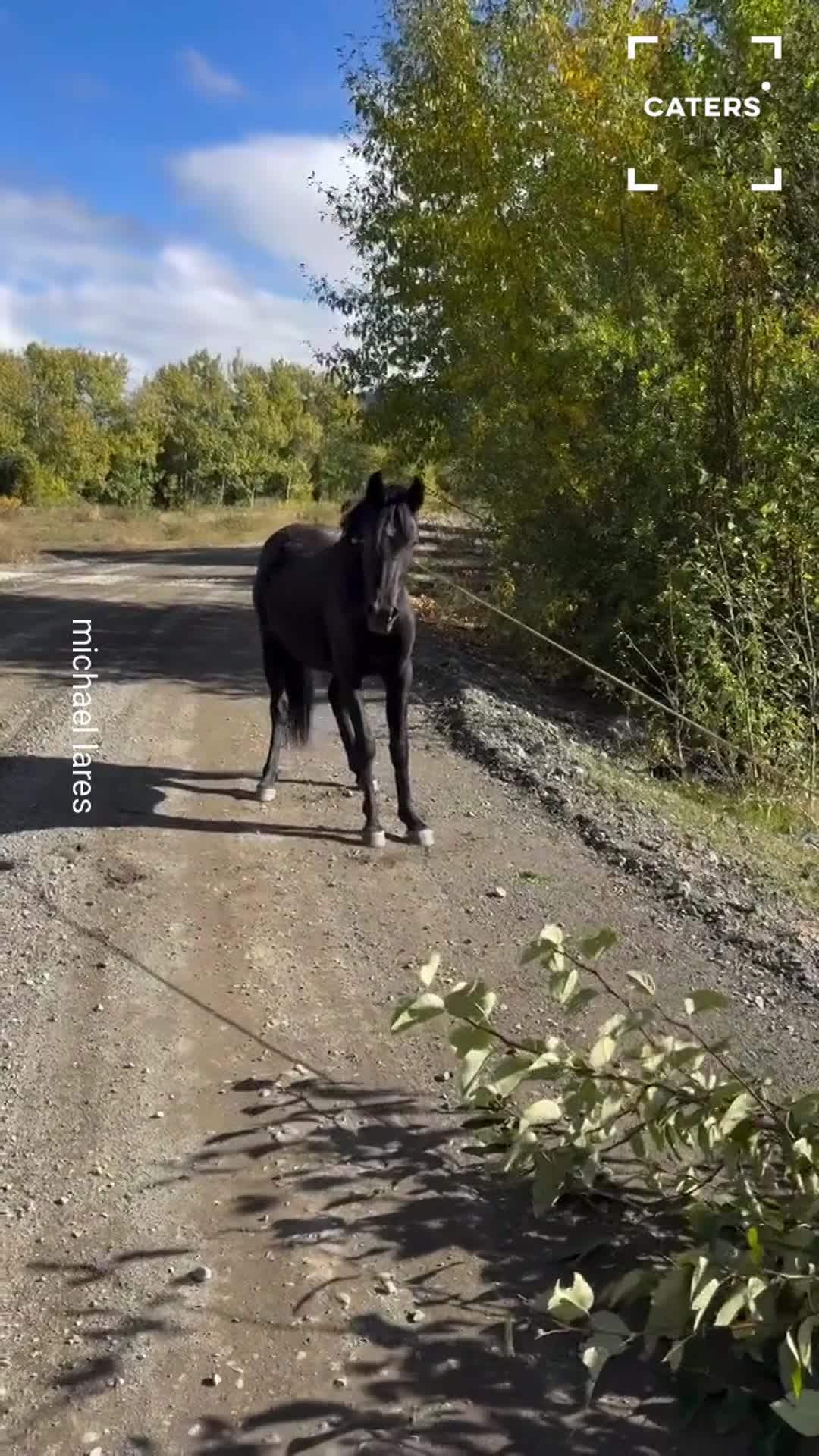 Man spots an animal in trouble and jumps into action