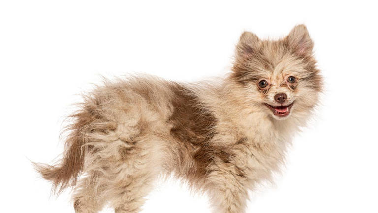 Rare chocolate merle teacup Pomeranian has the most incredible coat